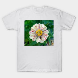 Zinnia Guest T-Shirt